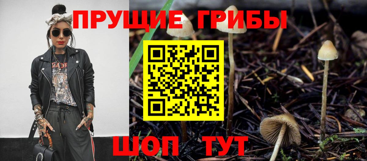 Галлюциногенные грибы Psilocybine cubensis Шебекино